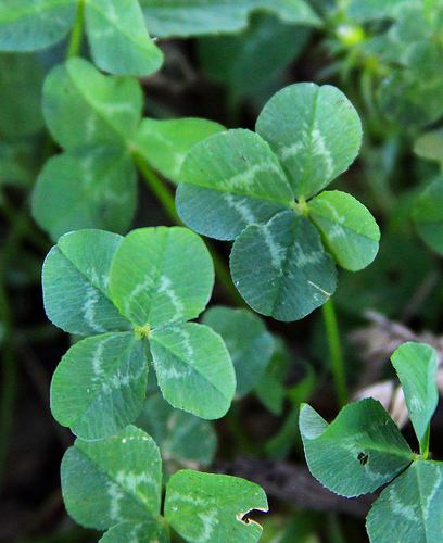 What does a four-leaf clover look like?